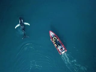 Big Whales & Puffins RIB boat tour, photo 11