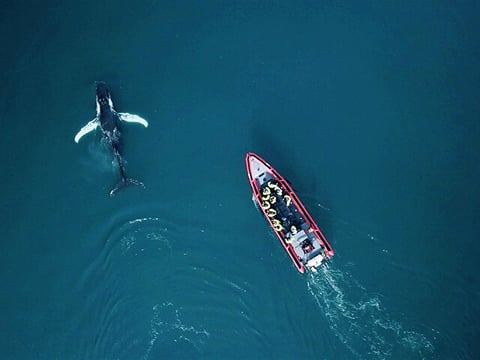 Big Whales & Puffins RIB boat tour, photo 10