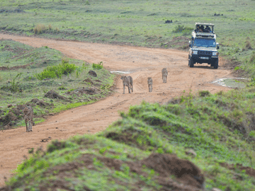 4-Day Safari Adventure in Anantya Serengeti, Tanzania