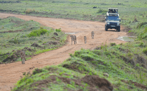 4-Day Safari Adventure in Anantya Serengeti, Tanzania