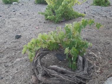 Private Wine Adventure Tour in Santorini photo 2