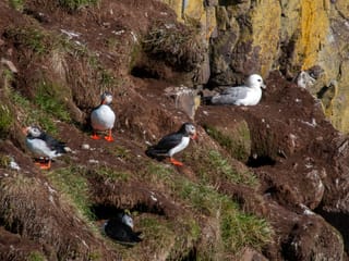 Private Eastfjords Seasonal Wildlife Tour from Seyðisfjörður, photo 18