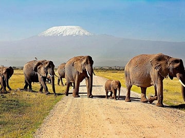 The Elephants of Amboseli