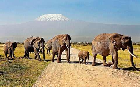 OVERNIGHT SAFARI TO AMBOSELI NATIONAL PARK FROM NAIROBI