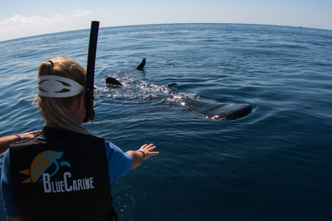 Whale Shark Snorkeling Tour from Cancun and Riviera Maya 7
