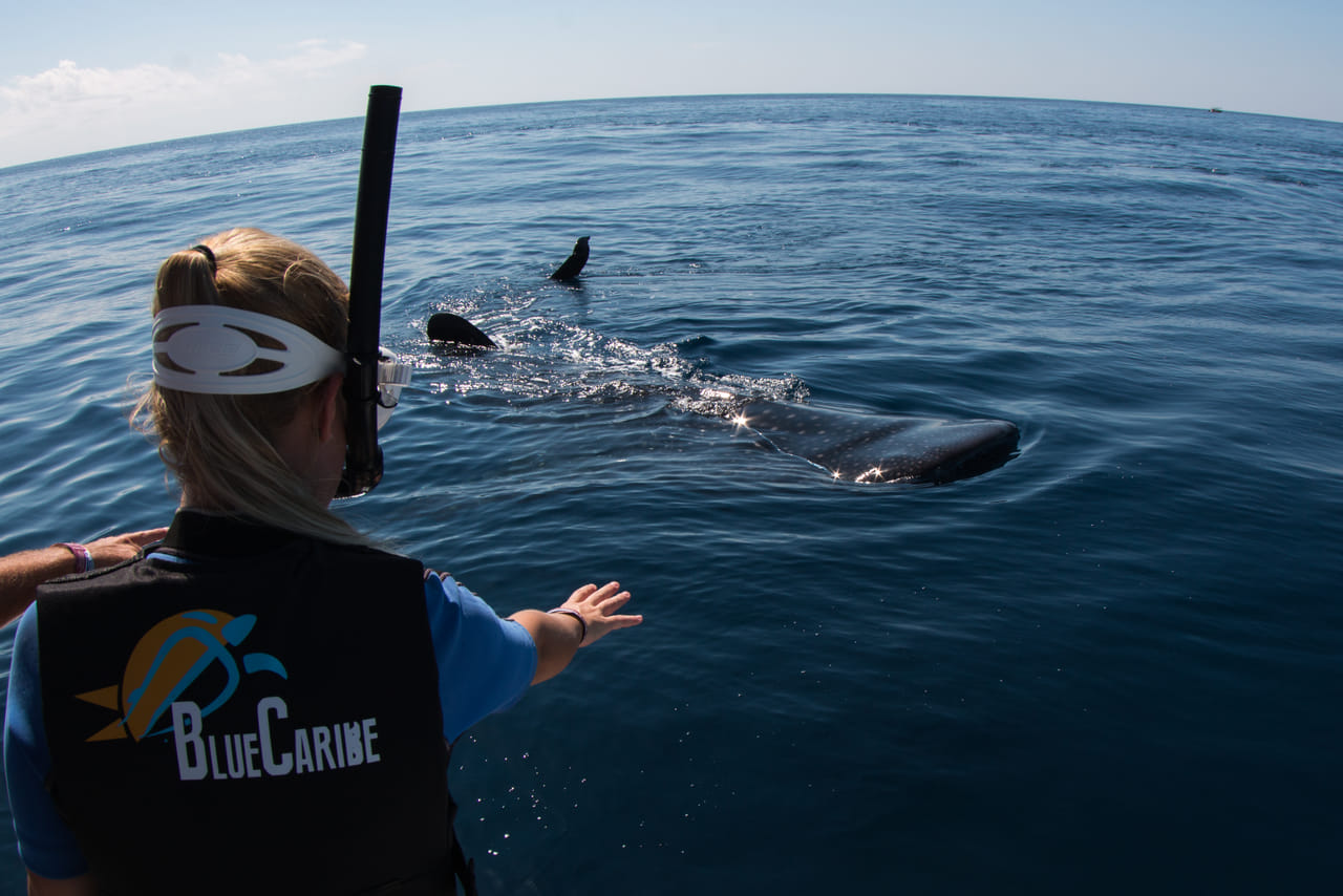 Whale Shark Snorkeling Tour from Cancun and Riviera Maya 7
