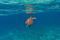 The Tulum Sea Turtle and Rays 1.5 Hours Snorkel Experience 10