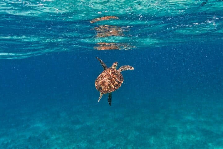 The Tulum Sea Turtle and Rays 1.5 Hours Snorkel Experience 10