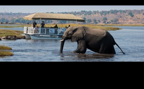 Chobe Big Five Day Safari from Victoria Falls: Game Drive & River Cruise