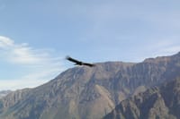 2-Day Colca Canyon Classic Tour 5