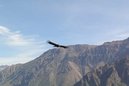 2-Day Colca Canyon Classic Tour