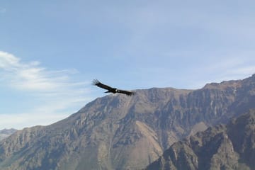 2-Day Nature Tour of Colca Canyon from Arequipa