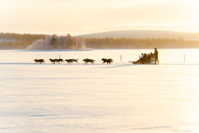 Rovaniemi: Insider Husky Sleigh Ride Adventure