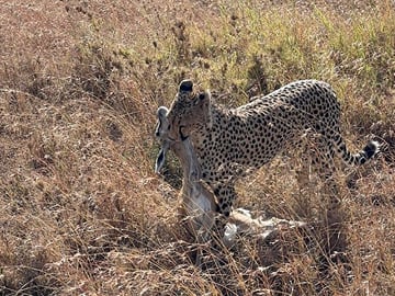 6 Days Private Tanzania Safari Tour