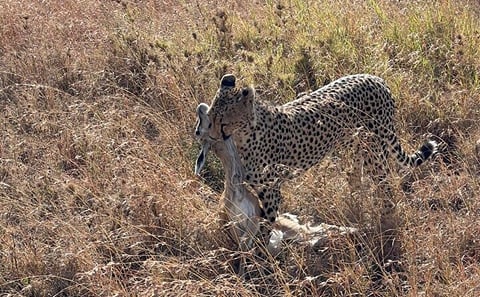 6 Days Private Tanzania Safari Tour