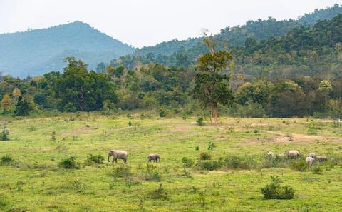 Private Wildlife Day Trip to Kui Buri from Hua Hin