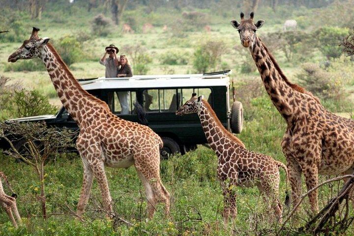 Kenya and Tanzania Safari: Explore Serengeti, Maasai Mara & Amboseli