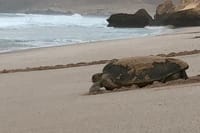Tour Raqia 7 Days-6 Nights, Oman Tours Package 6