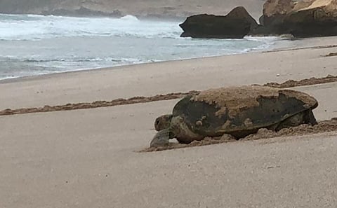 7-Day Cultural and Adventure Tour in Oman