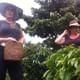 Hands on approach to coffee growing