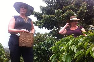 Day Tour to Medellin, country side and coffee region
