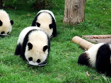 5-Day Chengdu, Leshan and Mount. Emei Tour(Customizing the Tour – According to Your Needs)