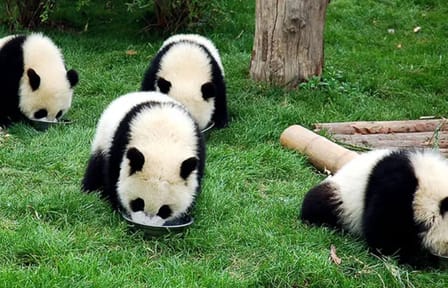 5-Day Chengdu and Mount Emei Cultural Tour