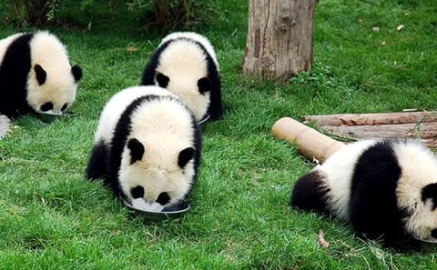 5-Day Chengdu and Mount Emei Cultural Tour