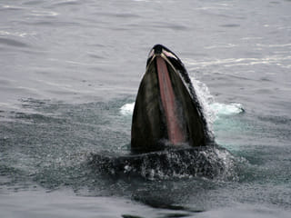 Whales & Horses, photo 9