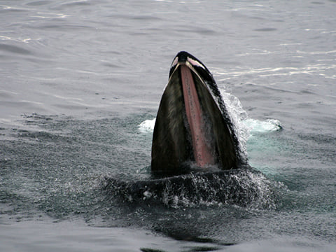 Whales & Horses, photo 9
