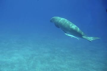 Hurghada Submarine Cruise with Snorkeling Experience