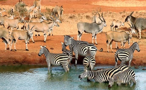 3-Day Tsavo East and West Wildlife Safari from Mombasa