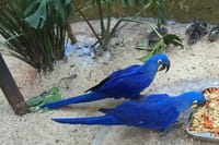 Bird Park
