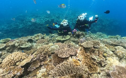 SCUBA Diving Experience with Two Dives in Nago, Okinawa