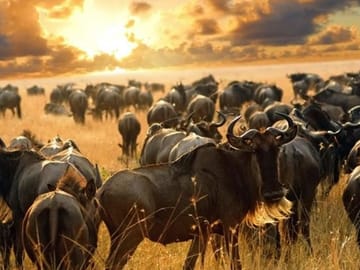 7 Days Maasai mara,Nakuru,Naivasha and Amboseli Budget Safari