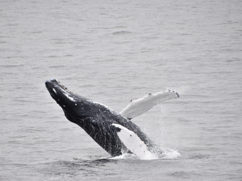 Whale Watching & The Reykjavík Food Walk, photo 5