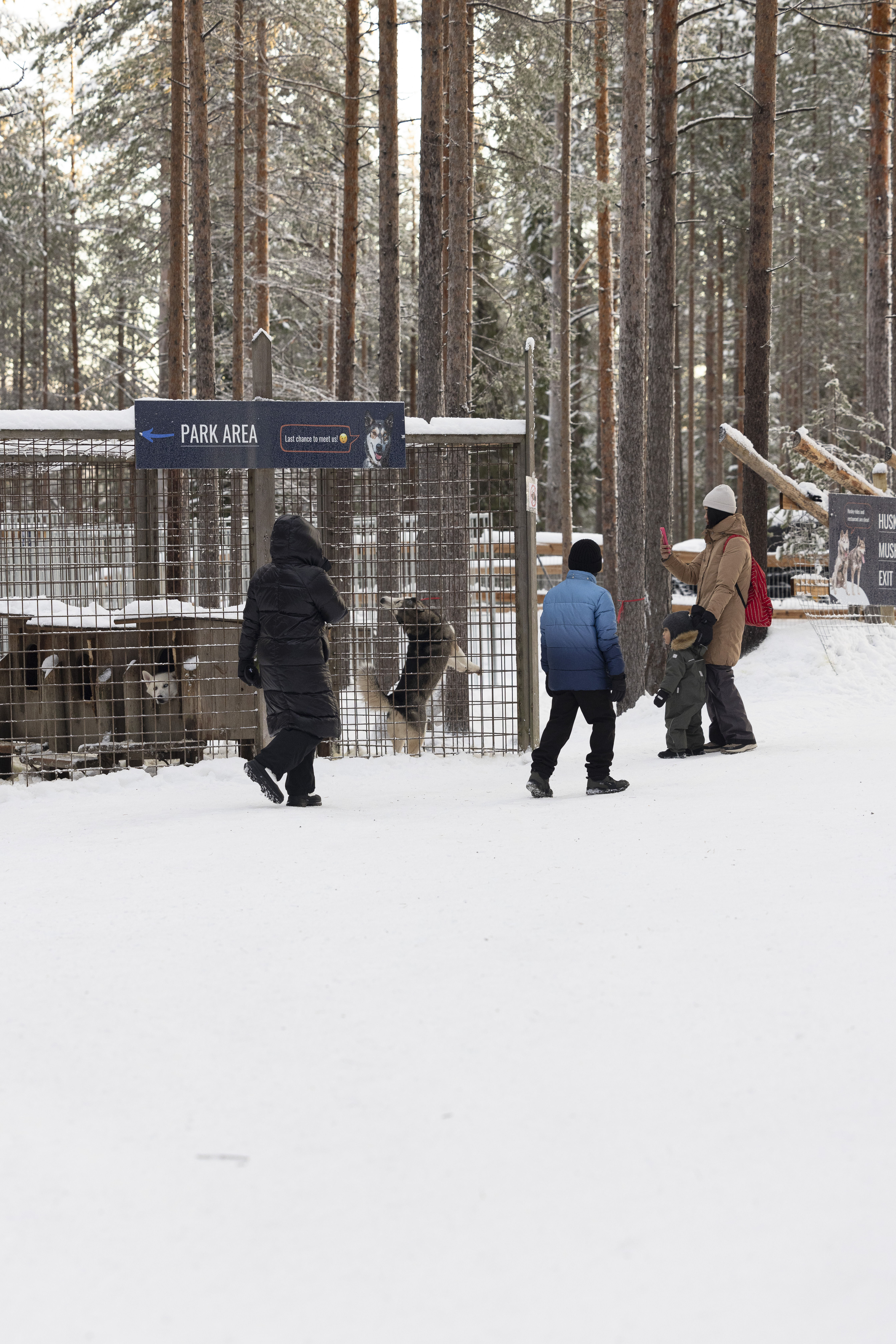 Siberian Husky, Husky Park visit, Rovaniemi Lapland