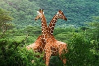 Giraffe Center