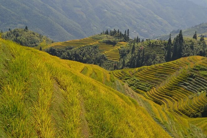 Longji Rice Terraces