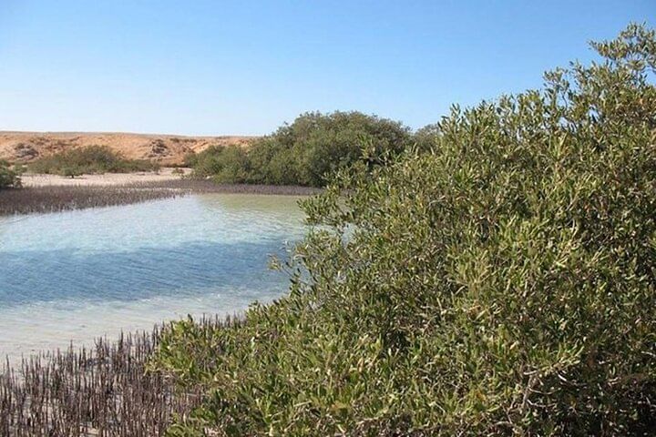 Мангровые заросли и кристально чистая вода в национальном парке Рас-Мохамед
