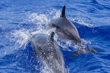 Dolphin Watching Experience in Trincomalee