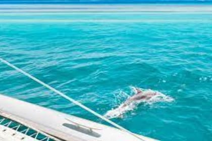 Snorkeling with Dolphins & Lunch In Sataya Reefs From Marsa Alam