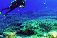 Scuba Diving Experience Tour from Side 9