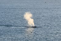 Reykjavík Whales & Buggy 5