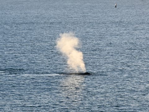 Reykjavík Whales & Buggy, photo 5