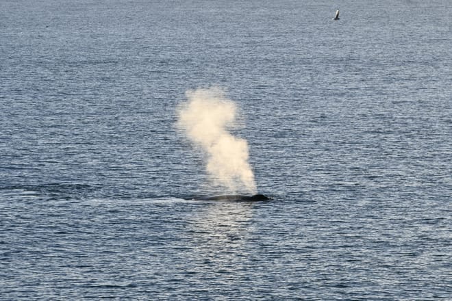 Reykjavík Whales & Buggy photo 5