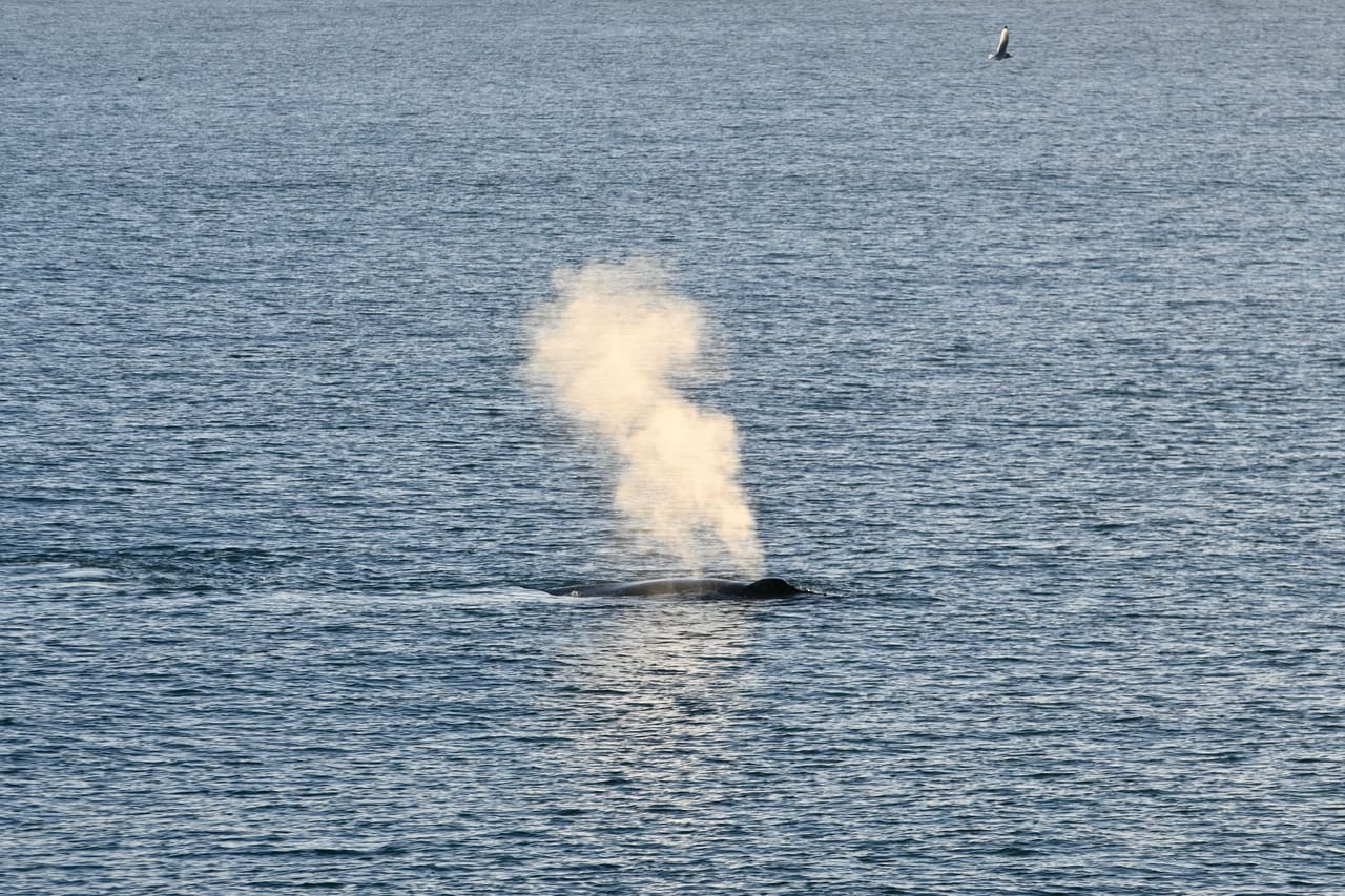Reykjavík Whales & Buggy 5