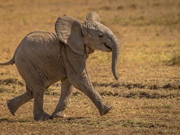 5 Days 4 Nights Flying Safari to Maasai Mara and Amboseli Park