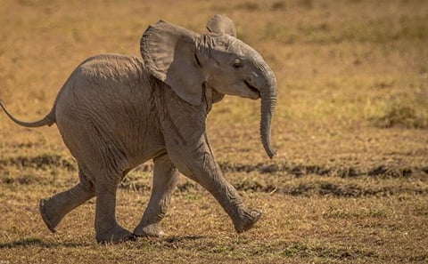 5 Days 4 Nights Flying Safari to Maasai Mara and Amboseli Park