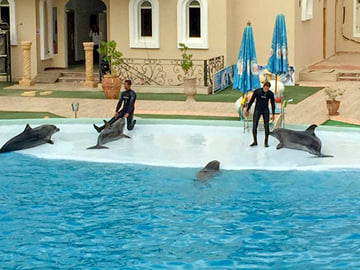 Dolphin Show in Sharm El Sheikh